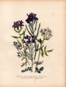 Jane Loudon Rare 165-Yr-Old Antique British Wildflower Hand-Coloured Plate-9