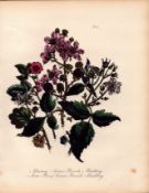Jane Loudon Rare 165-Yr-Old Antique British Wildflower Hand-Coloured Plate-32