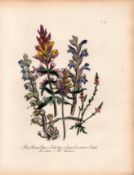 Jane Loudon Rare 165-Yr-Old Antique British Wildflower Hand-Coloured Plate-49