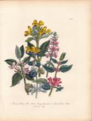Jane Loudon Rare 165-Yr-Old Antique British Wildflower Hand-Coloured Plate-51