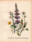 Jane Loudon Rare 165-Yr-Old Antique British Wildflower Hand-Coloured Plate-24