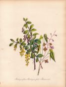 Jane Loudon Rare 165-Yr-Old Antique British Wildflower Hand-Coloured Plate-4