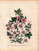 Jane Loudon Rare 165-Yr-Old Antique British Wildflower Hand-Coloured Plate-15