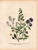 Jane Loudon Rare 165-Yr-Old Antique British Wildflower Hand-Coloured Plate-10