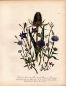 Jane Loudon Rare 165-Yr-Old Antique British Wildflower Hand-Coloured Plate-41