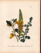 Jane Loudon Rare 165-Yr-Old Antique British Wildflower Hand-Coloured Plate-21