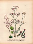 Jane Loudon Rare 165-Yr-Old Antique British Wildflower Hand-Coloured Plate-23