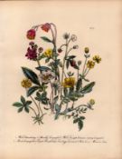 Jane Loudon Rare 165-Yr-Old Antique British Wildflower Hand-Coloured Plate-33