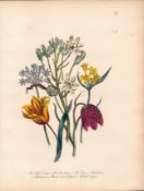 Jane Loudon Rare 165-Yr-Old Antique British Wildflower Hand-Coloured Plate-59
