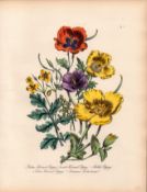 Jane Loudon Rare 165-Yr-Old Antique British Wildflower Hand-Coloured Plate-7