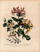 Jane Loudon Rare 165-Yr-Old Antique British Wildflower Hand-Coloured Plate-40