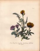 Jane Loudon Rare 165-Yr-Old Antique British Wildflower Hand-Coloured Plate-27