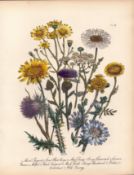 Jane Loudon Rare 165-Yr-Old Antique British Wildflower Hand-Coloured Plate-42
