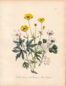 Jane Loudon Rare 165-Yr-Old Antique British Wildflower Hand-Coloured Plate-1