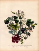Jane Loudon Rare 165-Yr-Old Antique British Wildflower Hand-Coloured Plate-36