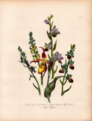 Jane Loudon Rare 165-Yr-Old Antique British Wildflower Hand-Coloured Plate-57
