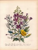 Jane Loudon Rare 165-Yr-Old Antique British Wildflower Hand-Coloured Plate-37