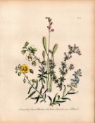 Jane Loudon Rare 165-Yr-Old Antique British Wildflower Hand-Coloured Plate-14