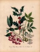 Jane Loudon Rare 165-Yr-Old Antique British Wildflower Hand-Coloured Plate-25