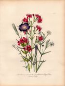 Jane Loudon Rare 165-Yr-Old Antique British Wildflower Hand-Coloured Plate-18