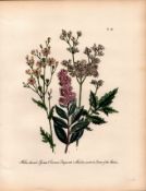 Jane Loudon Rare 165-Yr-Old Antique British Wildflower Hand-Coloured Plate-30