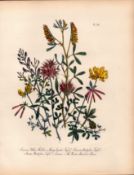 Jane Loudon Rare 165-Yr-Old Antique British Wildflower Hand-Coloured Plate-28