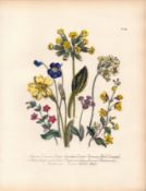 Jane Loudon Rare 165-Yr-Old Antique British Wildflower Hand-Coloured Plate-46