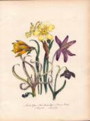 Jane Loudon Rare 165-Yr-Old Antique British Wildflower Hand-Coloured Plate-58