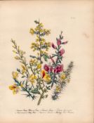 Jane Loudon Rare 165-Yr-Old Antique British Wildflower Hand-Coloured Plate-26