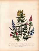Jane Loudon Rare 165-Yr-Old Antique British Wildflower Hand-Coloured Plate-47