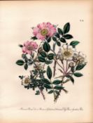 Jane Loudon Rare 165-Yr-Old Antique British Wildflower Hand-Coloured Plate-34