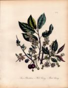 Jane Loudon Rare 165-Yr-Old Antique British Wildflower Hand-Coloured Plate-31