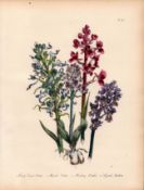 Jane Loudon Rare 165-Yr-Old Antique British Wildflower Hand-Coloured Plate-56