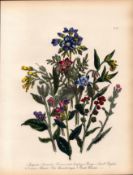 Jane Loudon Rare 165-Yr-Old Antique British Wildflower Hand-Coloured Plate-43