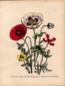 Jane Loudon Rare 165-Yr-Old Antique British Wildflower Hand-Coloured Plate-6