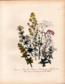 Jane Loudon Rare 165-Yr-Old Antique British Wildflower Hand-Coloured Plate-39