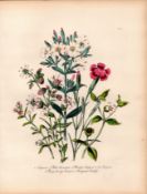 Jane Loudon Rare 165-Yr-Old Antique British Wildflower Hand-Coloured Plate-17