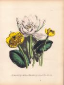 Jane Loudon Rare 165-Yr-Old Antique British Wildflower Hand-Coloured Plate-5