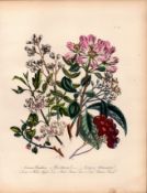 Jane Loudon Rare 165-Yr-Old Antique British Wildflower Hand-Coloured Plate-35