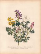 Jane Loudon Rare 165-Yr-Old Antique British Wildflower Hand-Coloured Plate-8