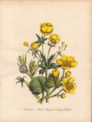 Jane Loudon Rare 165-Yr-Old Antique British Wildflower Hand-Coloured Plate-3