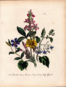 Jane Loudon Rare 165-Yr-Old Antique British Wildflower Hand-Coloured Plate-45
