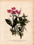 Jane Loudon Rare 165-Yr-Old Antique British Wildflower Hand-Coloured Plate-60