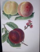 Peaches Alexandra Noblesse, Royal George, Crimson Galande, Antique Mary Rivers Illustration-18.
