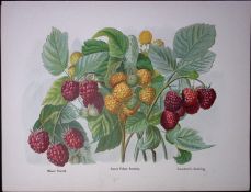 Raspberries- Riverâ€™s Hornet, Yellow Antwerp, Antique Mary Rivers Illustration-52