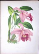 Marginata Orchid Flower Antique Shirley Hibbard Greenhouse Coloured Print-10