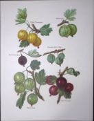 Gooseberries Yellow Champagne, Whitesmith, Pitmaston Antique Mary Rivers Fruit Illustration-7.