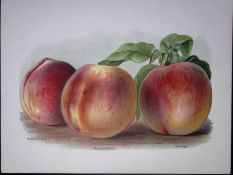 Peaches Nectarine Peach, Princess of Wales, Sea Eagle, Antique Mary Rivers Illustration-17.