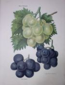 Grapes-Duke of Buccleuch, Gros Colman, Lady Downes Antique Mary Rivers Illustration-43