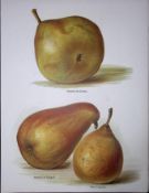 Pears-Beurre Superfin, Doyenne, Congres, Antique Mary Rivers Illustration-44